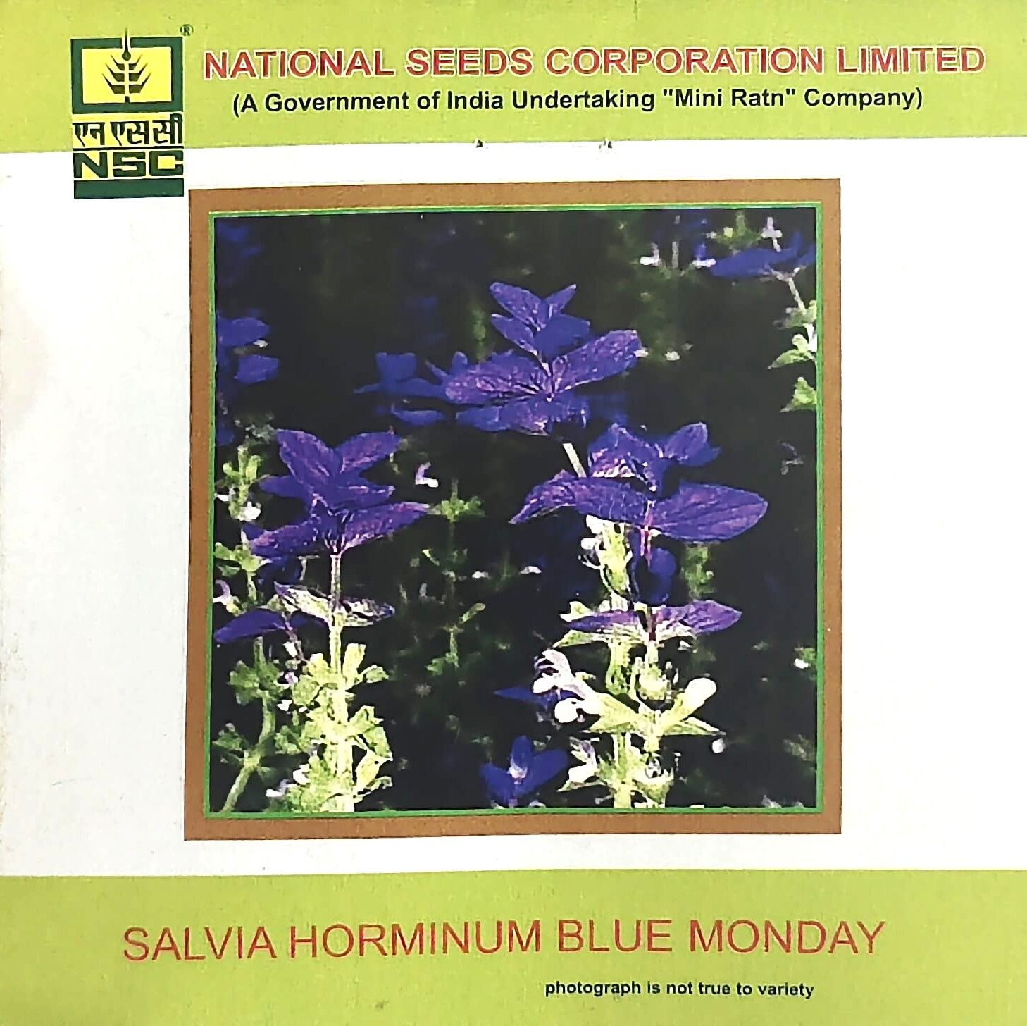 NSC Salvia Horminum Blue Monday