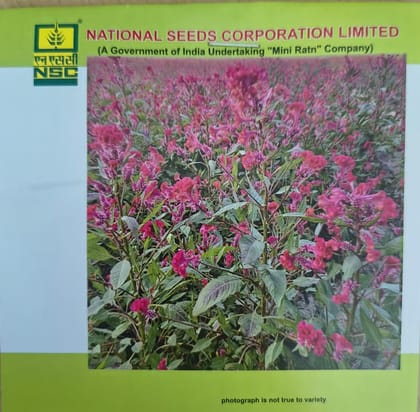 NSC Celosia Flower Seed