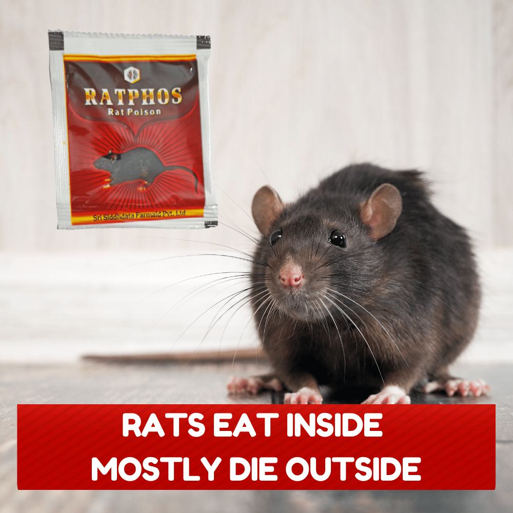 Rat Killer Powder Zinc Phosphide 80% Powerful Rat Powder | Rodenticide ...