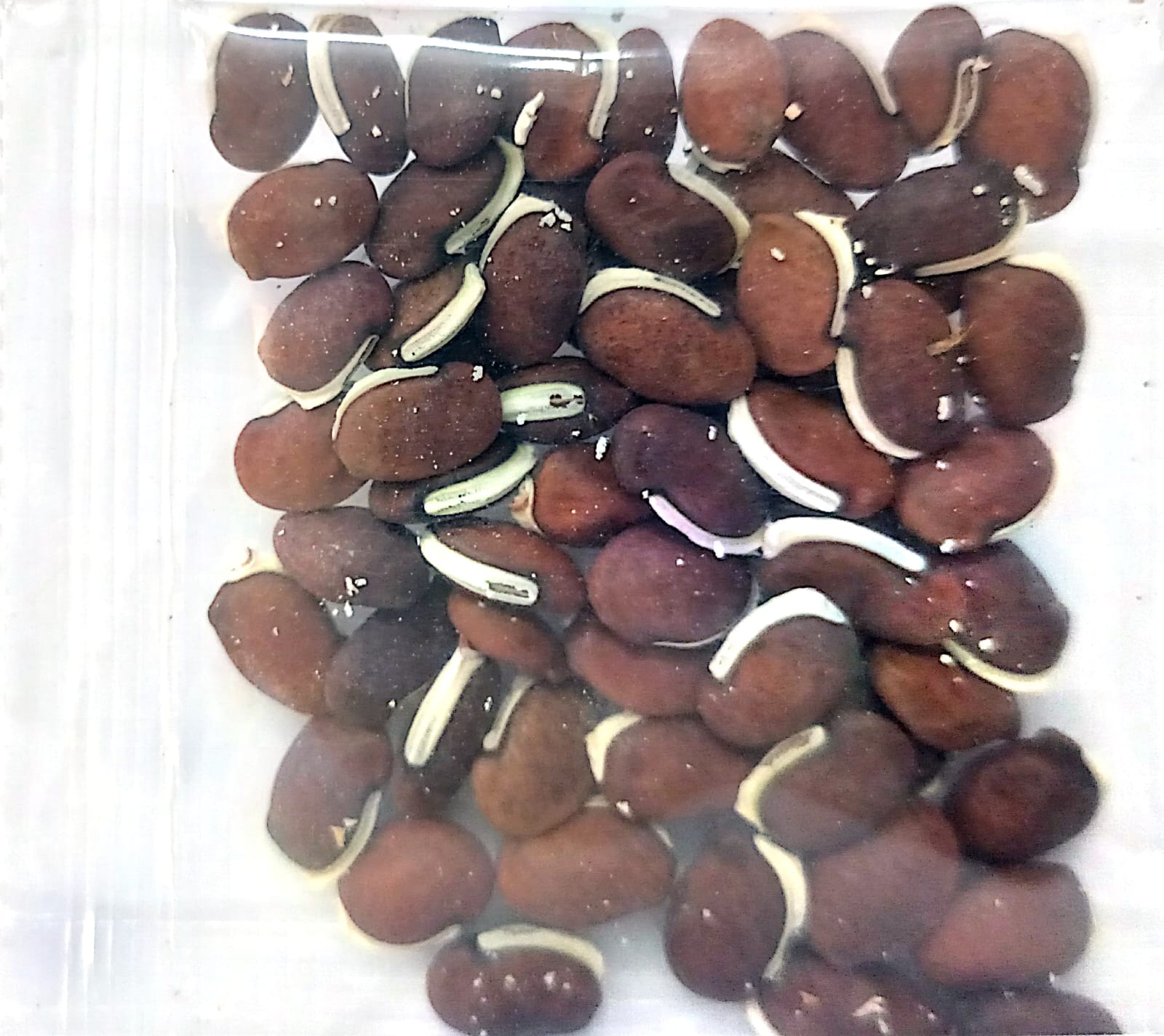 NSC DOLICHUS  VAR. ARKA SUPRIYA 50 gm of TL seed