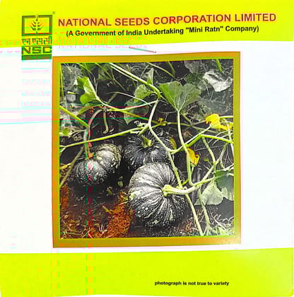 NSC Pumpkin variety-Kashi Harit, 5gm of TL seed