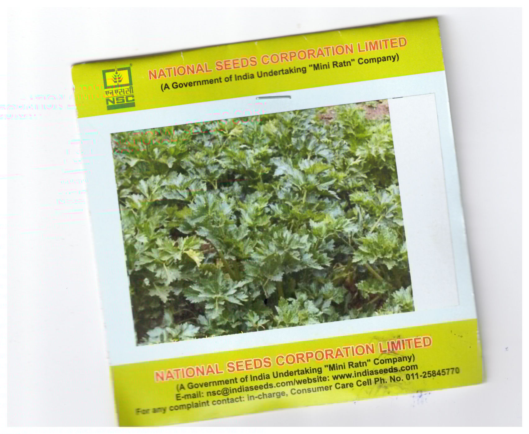 NSC Celery Hook Emperor