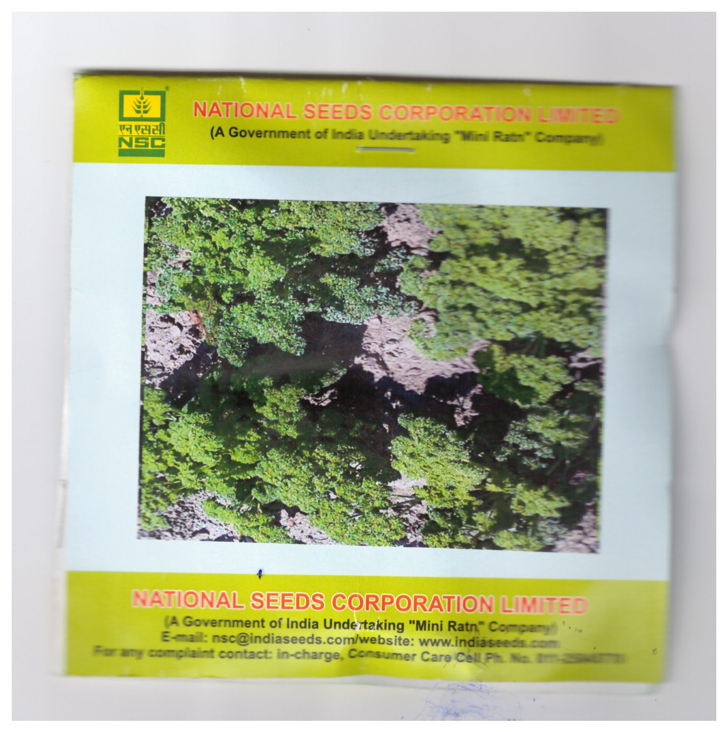 NSC Parsely Moss curled