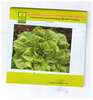 NSC Lettuse Chinese Yellow