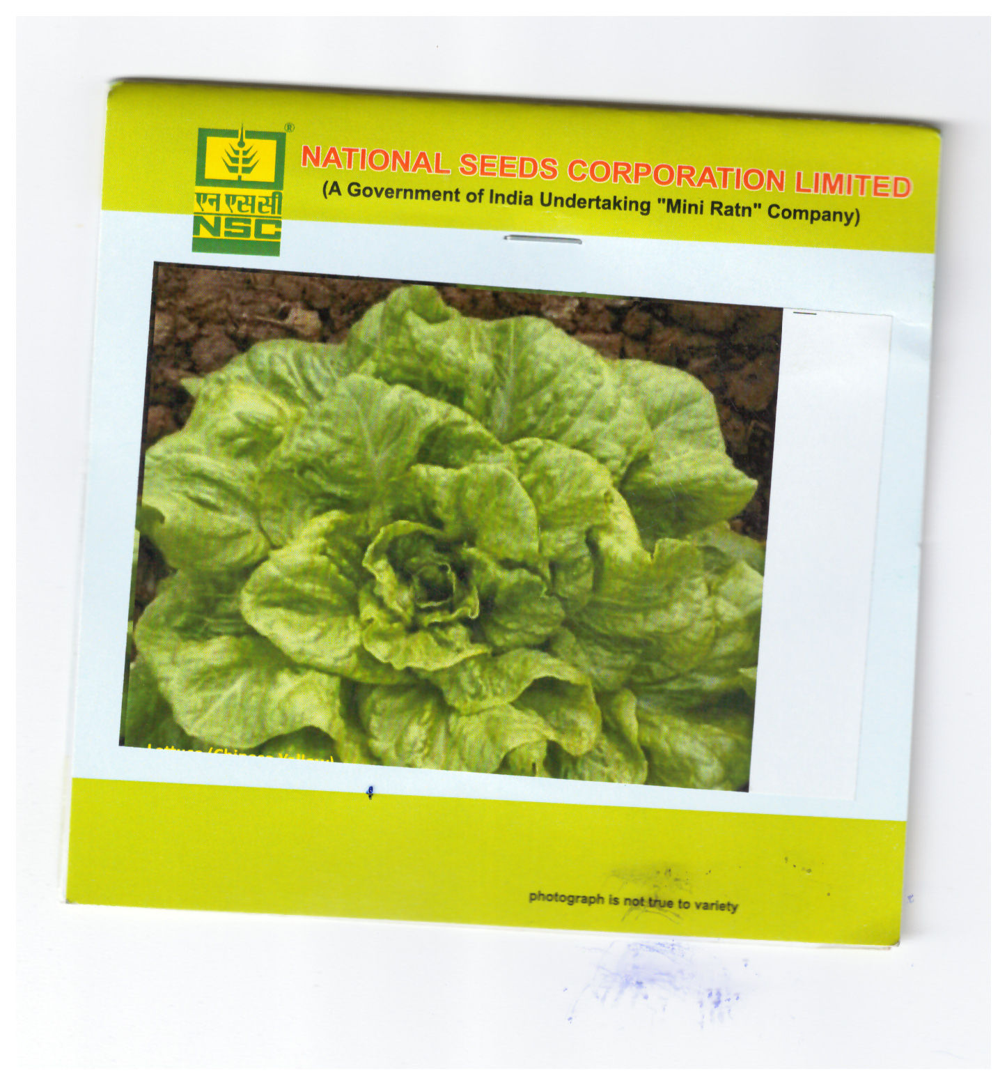 NSC Lettuse Chinese Yellow