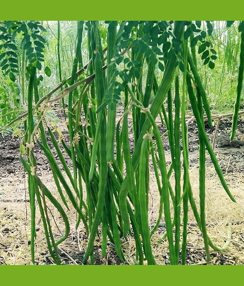 Jignisha Seeds Hybrid Moringa (Drumstick) Vegetable ( 15 Seeds )