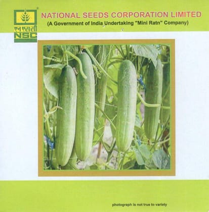 NSC Vegetable Seed- CUCUMBER- KASHI NUTAN-TL- 5 gm