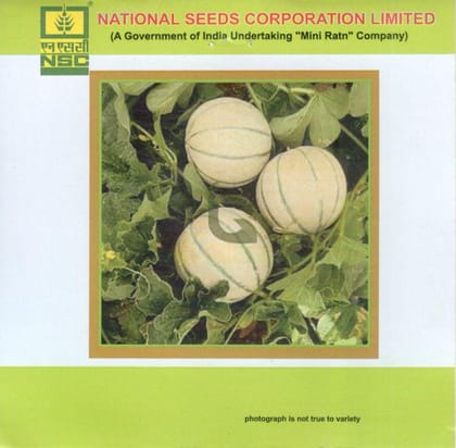 NSC Vegetable Seed- MUSK MELON- KASHI MADHU-TL-5gm