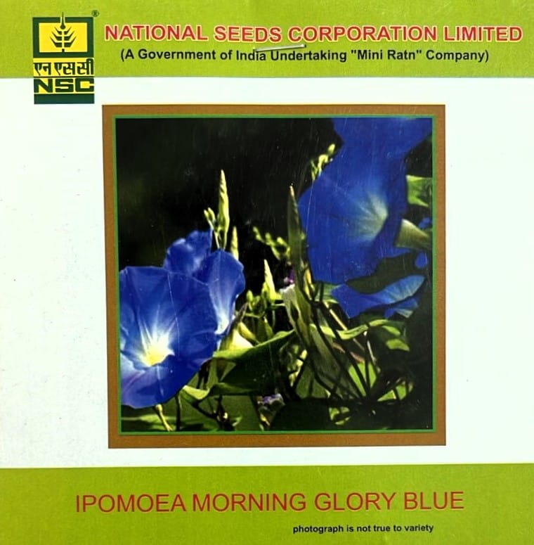 NSC Ipomoea Morning Glory Blue Flower Seed (1 Gm Seed)