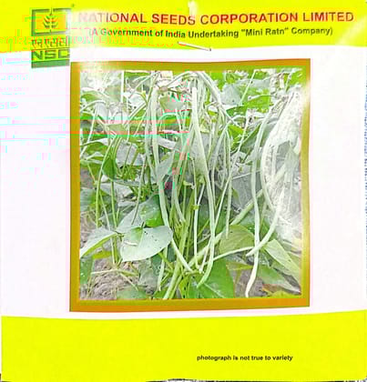 NSC- COWPEA VARIETY KASHI NIDHI HIGH-QUALITY SEEDS- 20 GMS POUCH