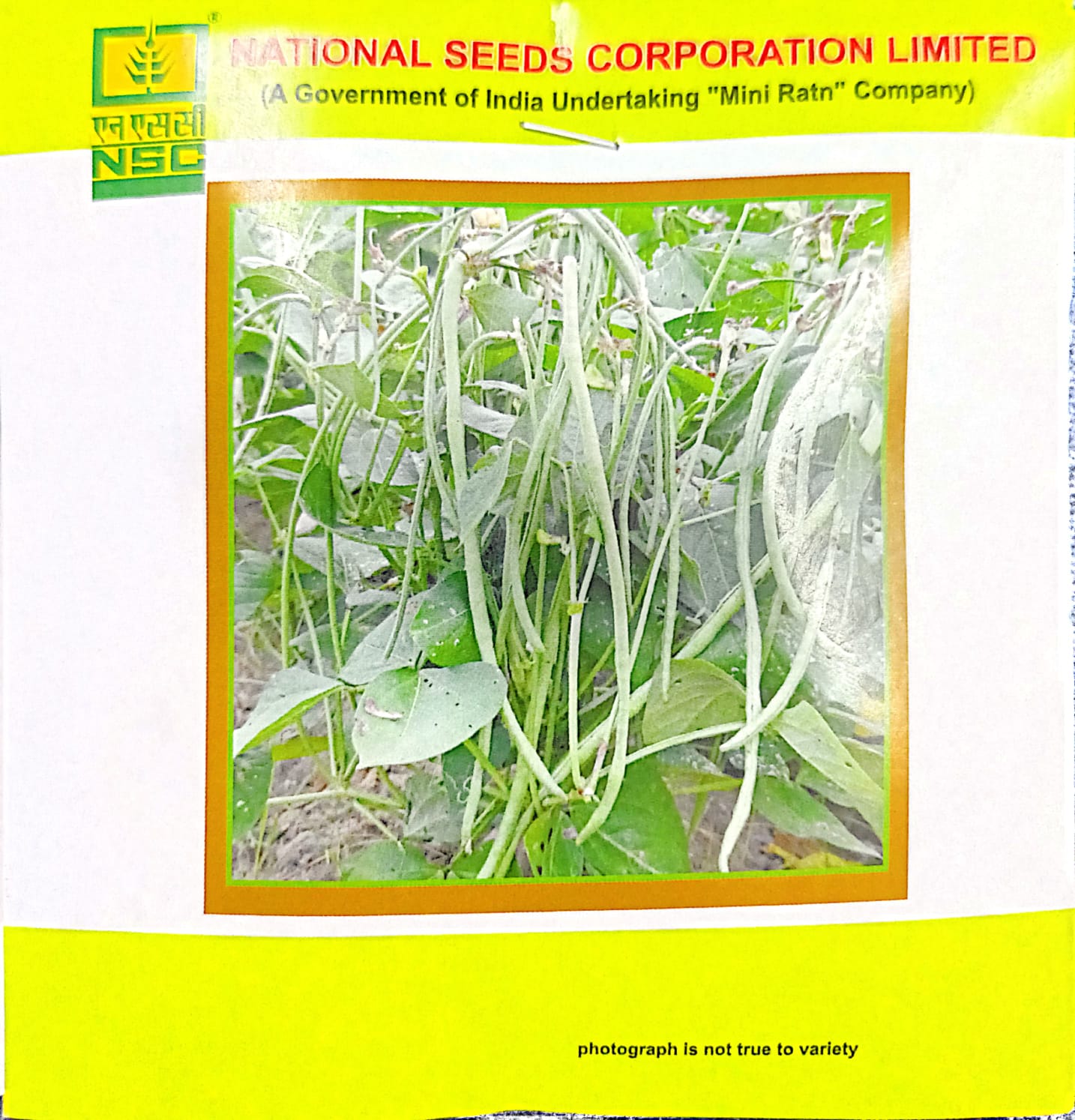 NSC- COWPEA VARIETY KASHI NIDHI HIGH-QUALITY SEEDS- 20 GMS POUCH