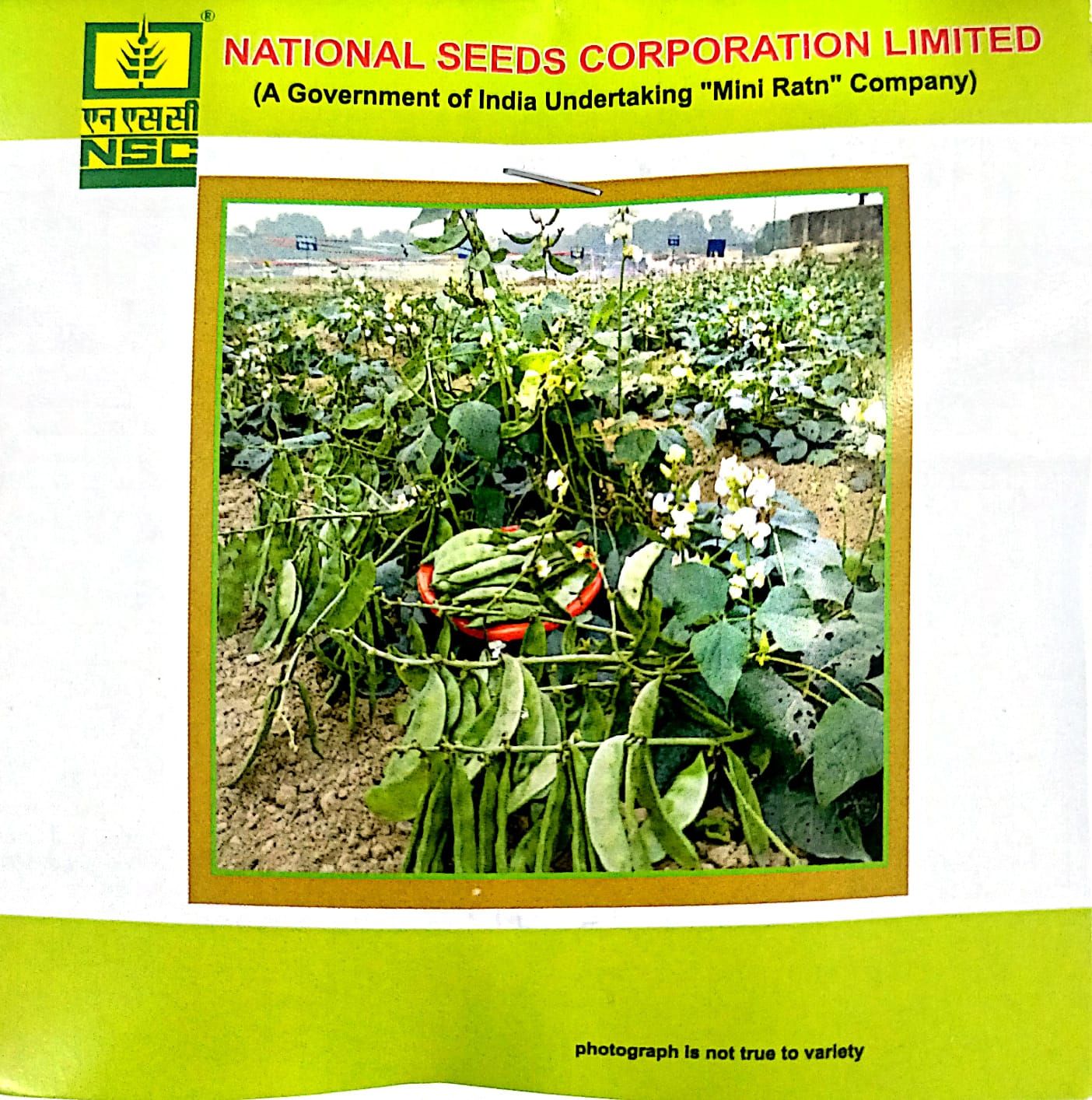 NSC - DOLICHOS BEANS( SEM) VARIETY KASHI BAUNI 207 HIGH QUALITY T/L SEEDS- 20 GMS POUCH