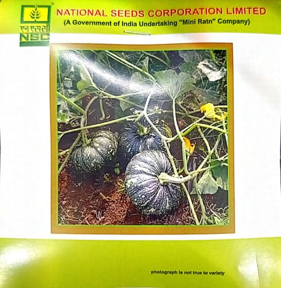 NSC- Pumpkin Variety Kashi Harit High Quality Seeds- 5 GMS