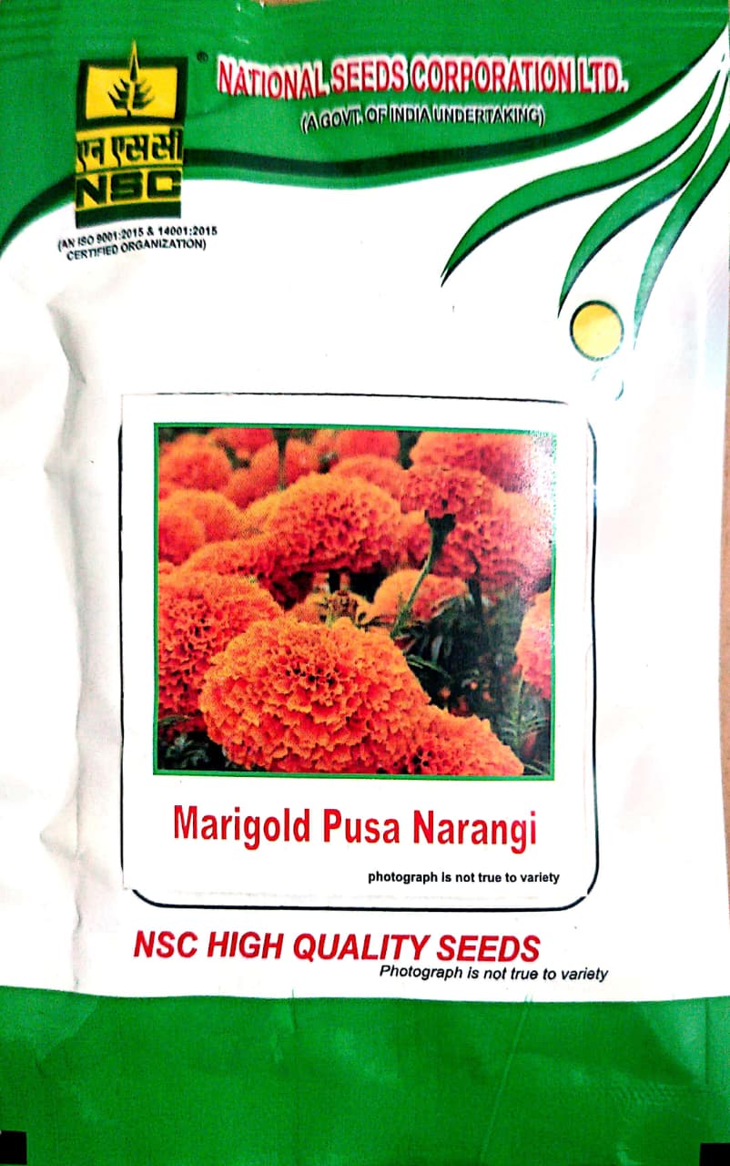 NSC High Quality Marigold Pusa Narangi Seeds - Vibrant Orange Blooms for Your Garden 10 GM T/L