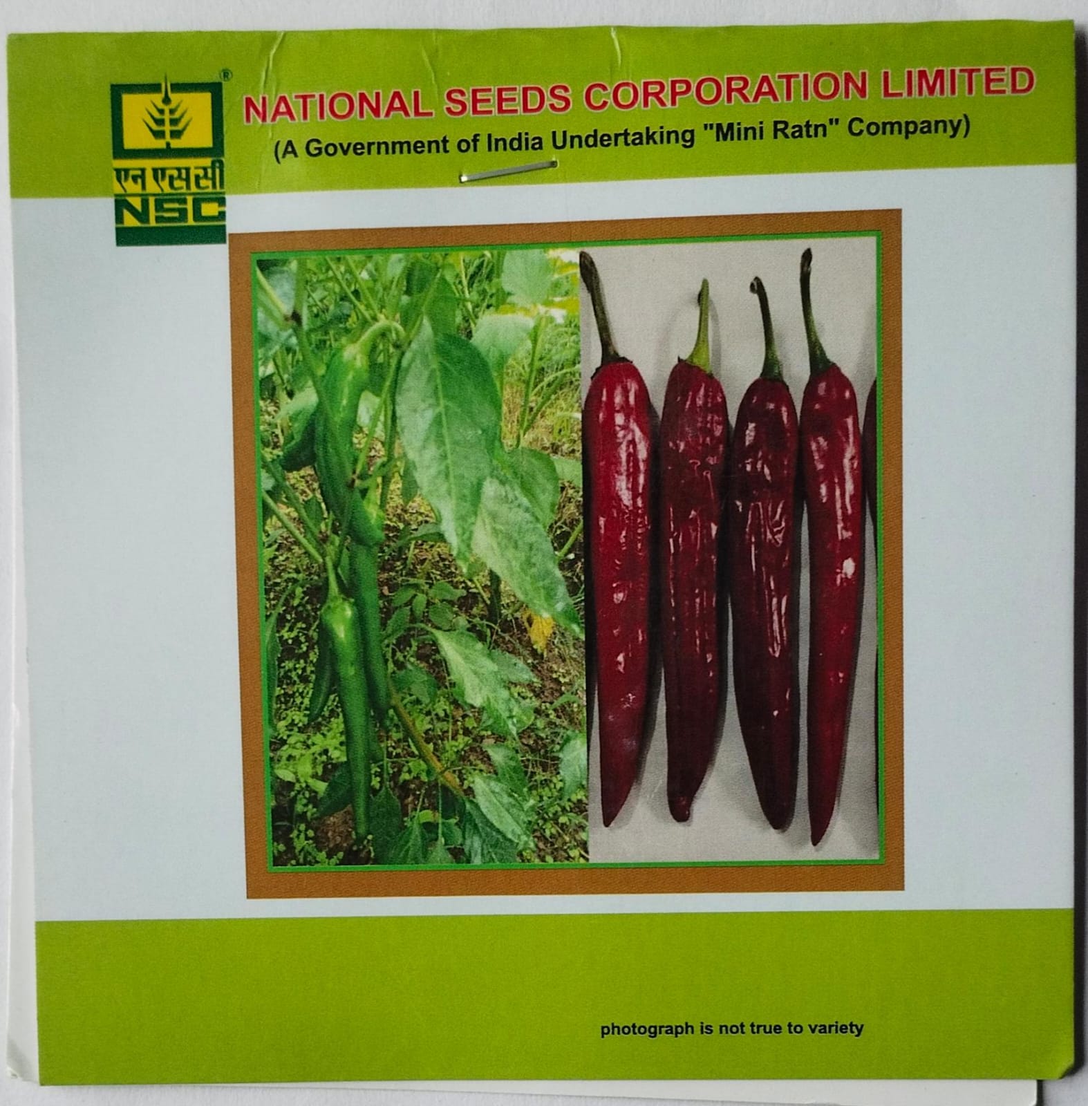 NSC Paprika, KTPL-19 Exotic Vegetable Variety, 1 Gram Truthfully Labelled Seed Pouch