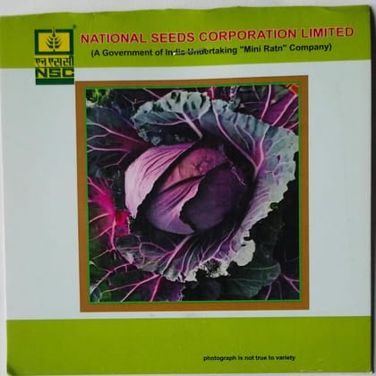 NSC-Purple Cabbage Seeds(pusa red cab. hyb-1)