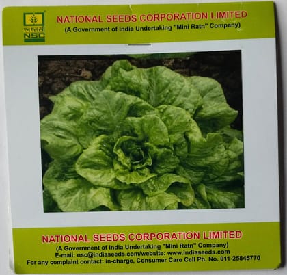 NSC Lettuse Chinese Yellow