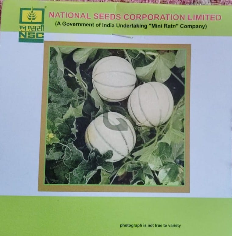 Musk Melon 'Kashi Madhu' seeds