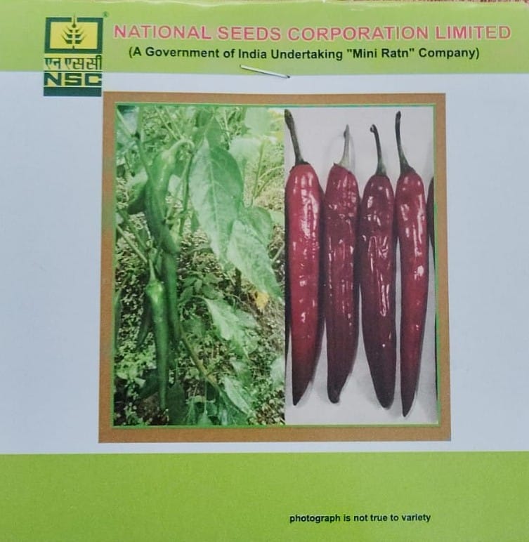 NSC Paprika, KTPL-19 Exotic Vegetable Variety