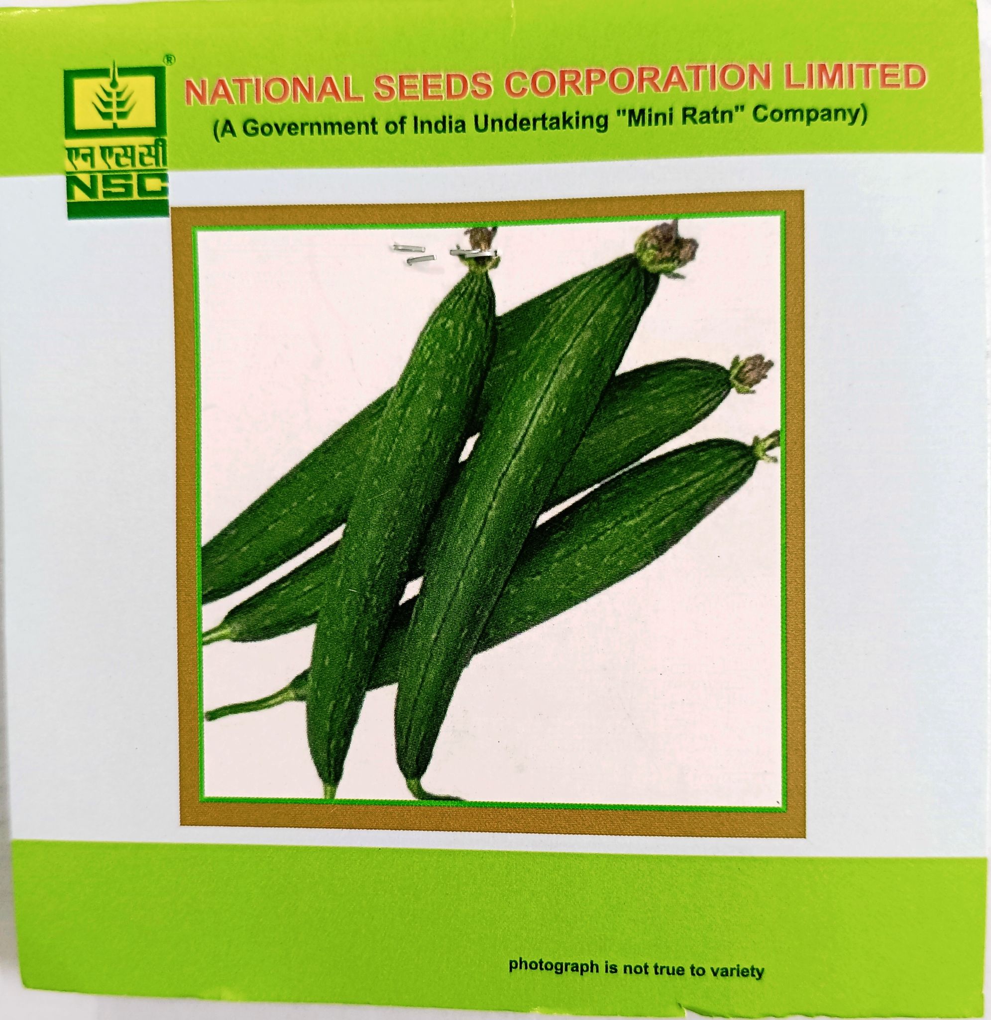 Sponge Gourd – Kashi Jyoti 