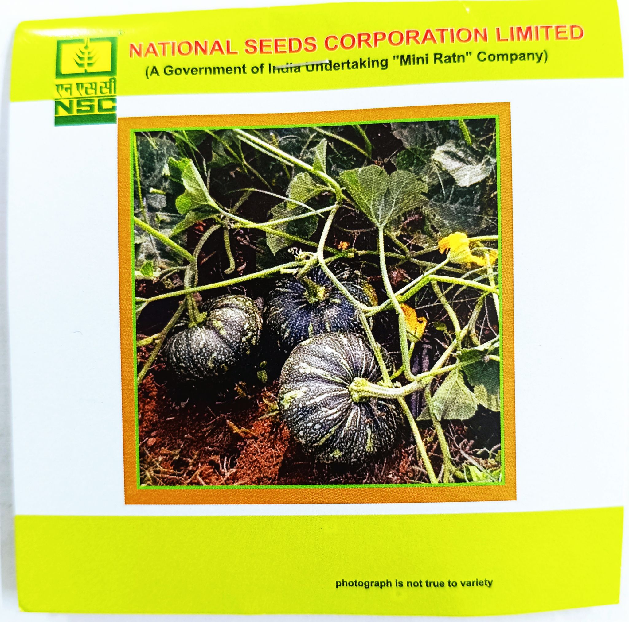 Pumpkin – Kashi Harit