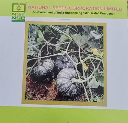 NSC Pumpkin Kashi Harit Seed