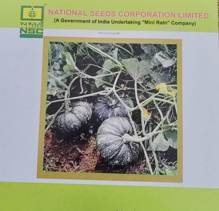 NSC Pumpkin Kashi Harit Seed