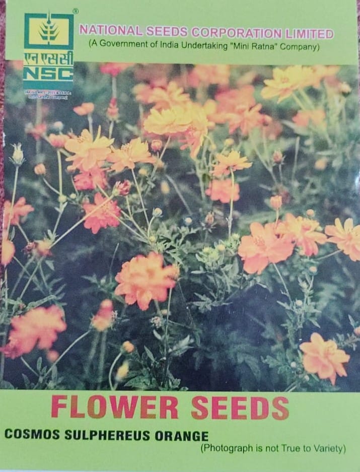 NSC Flower Seed -Vibrant Orange Cosmos Sulphereus-5 gm