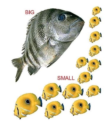 Kiddy Board - Opposites [Board book] Dreamland Publications