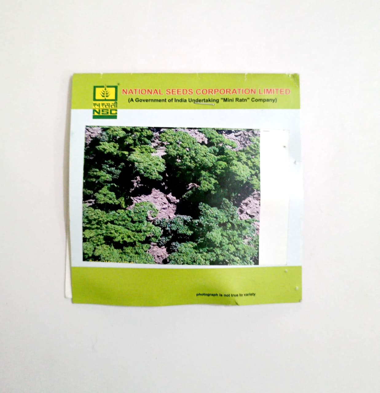 NSC Parsely Moss curled T/L 5 GM