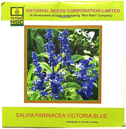 Salvia Farinacea Victoria Blue Salvia