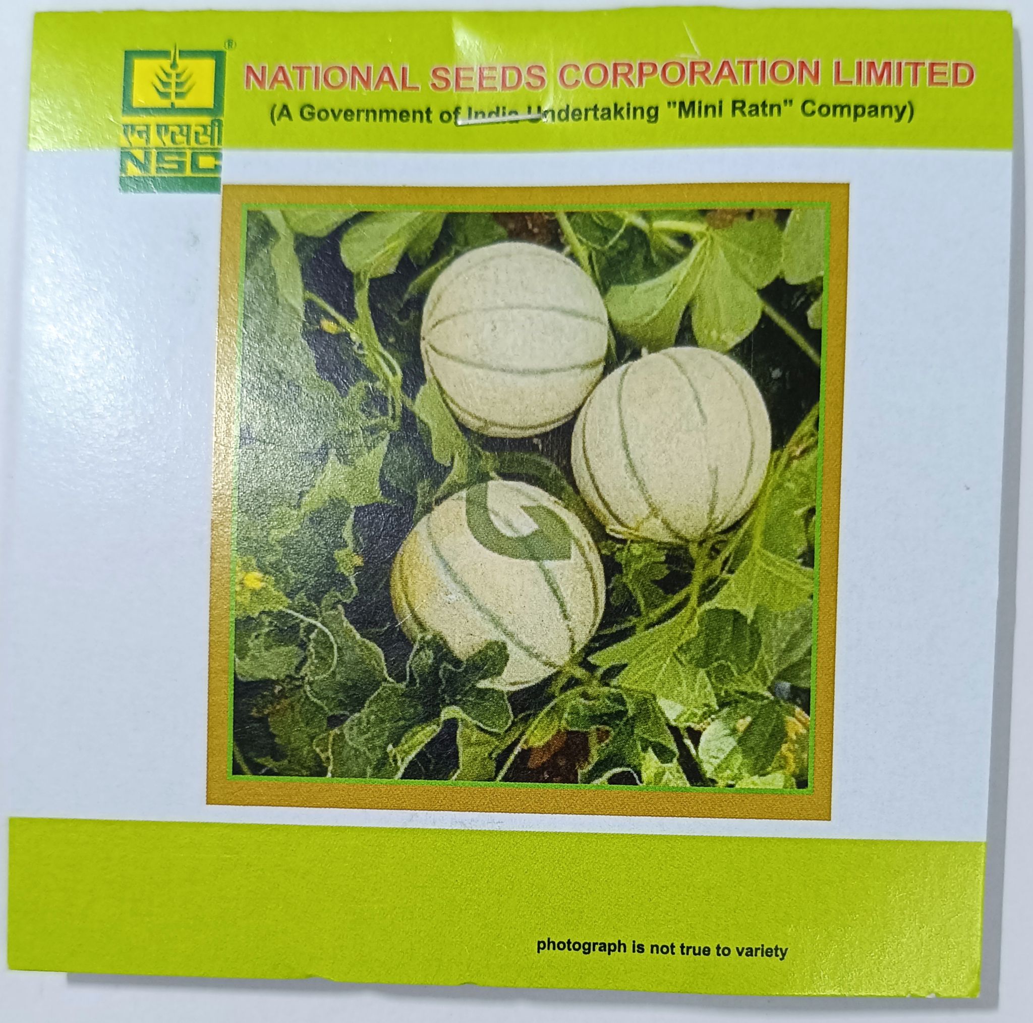 Musk Melon – Kashi Madhu