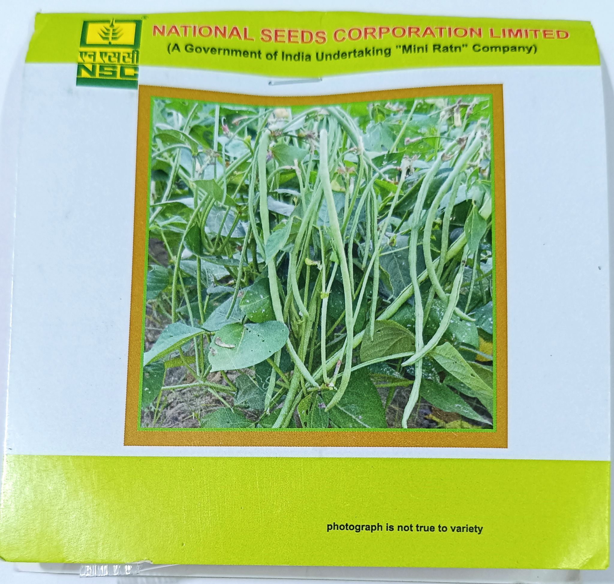 Cowpea – Kashi Nidhi (Vegetable Cowpea / Lobia)