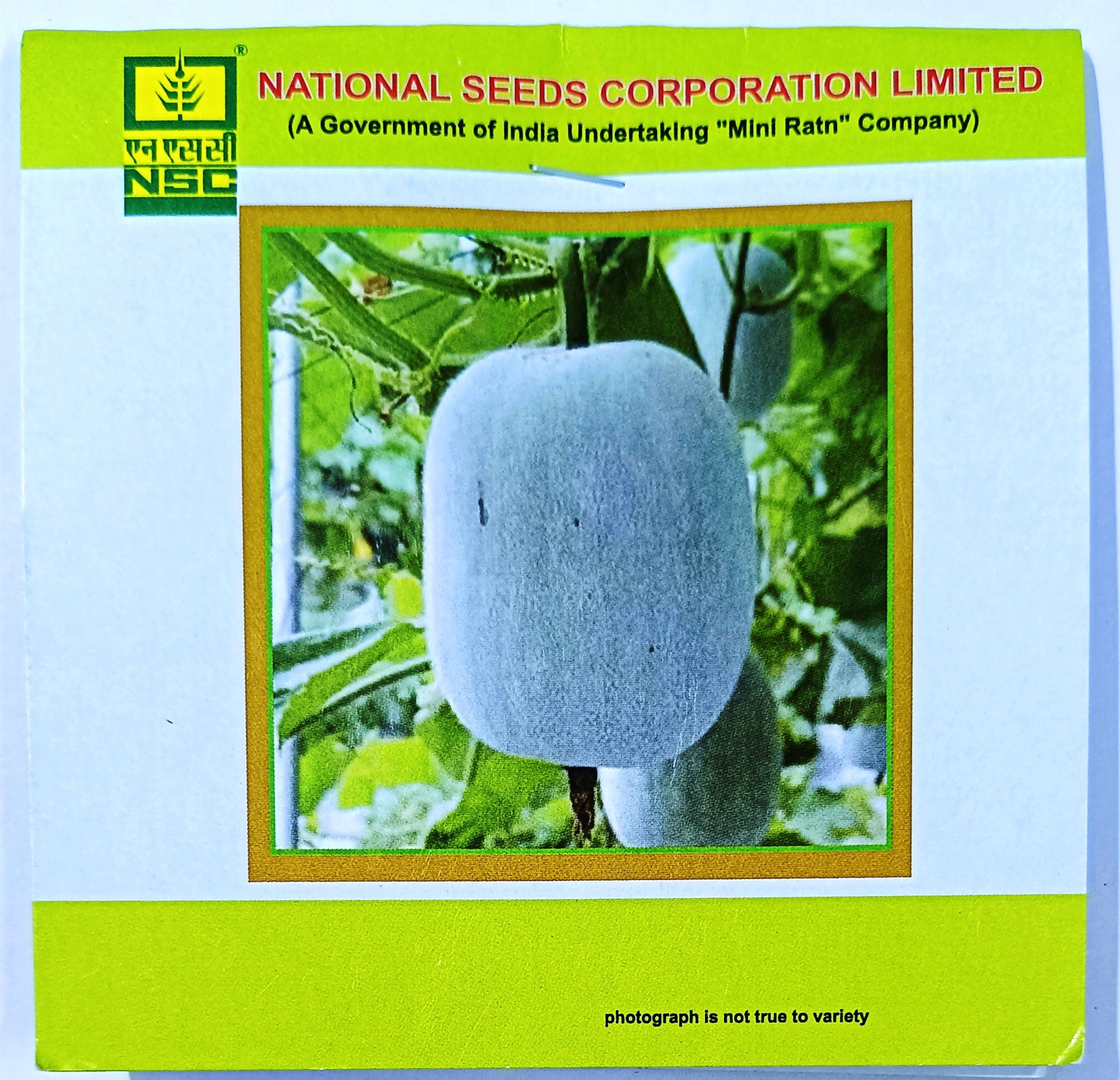 Ash Gourd – Kashi Dhawal 