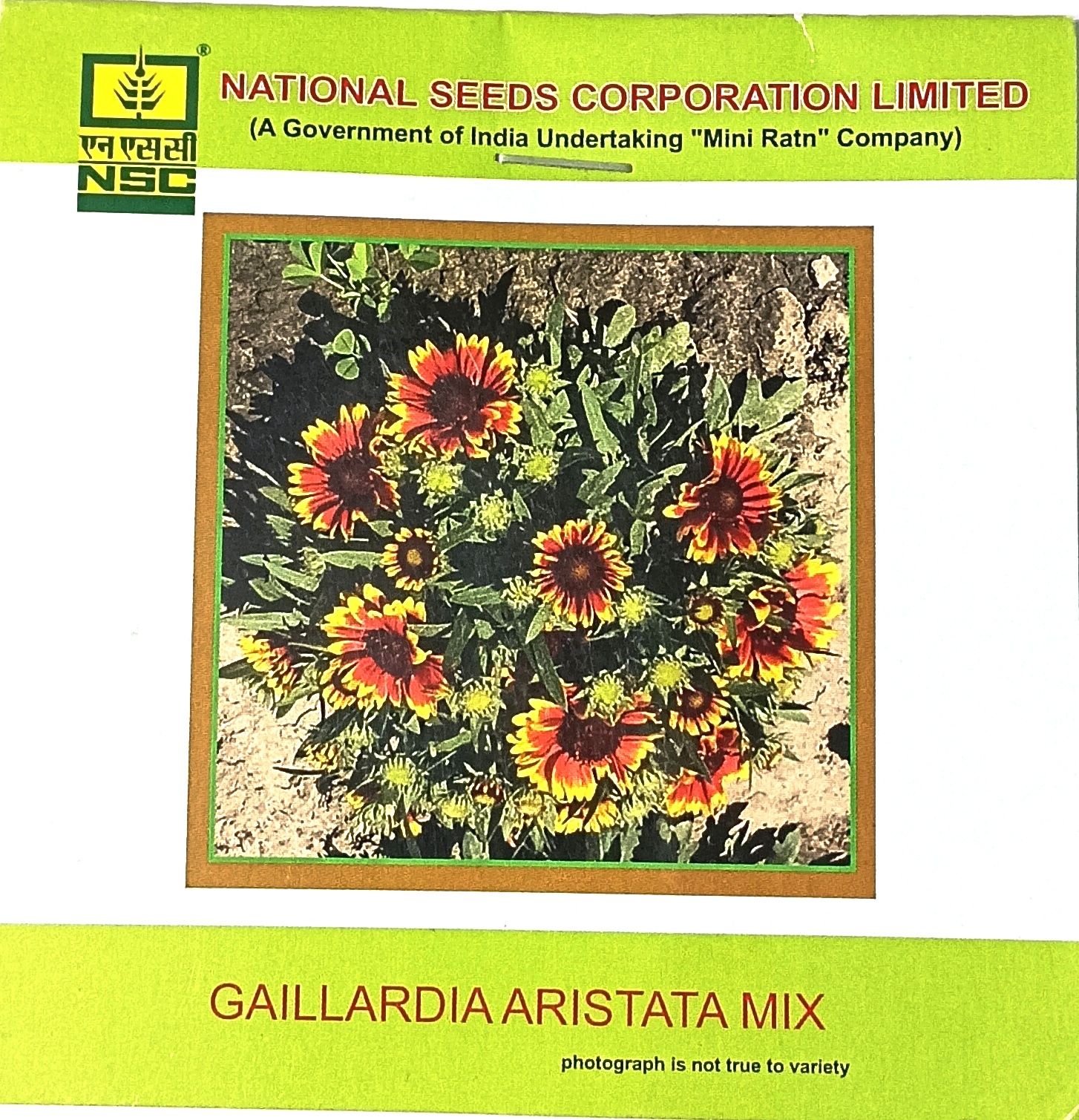 Gaillardia Aristata Mix