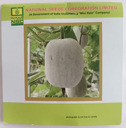 Ash gourd Variety - Kashi Dhawal