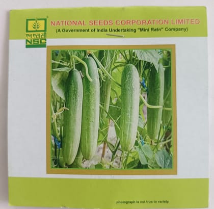 Cucumber Variety - Kashi Nutan