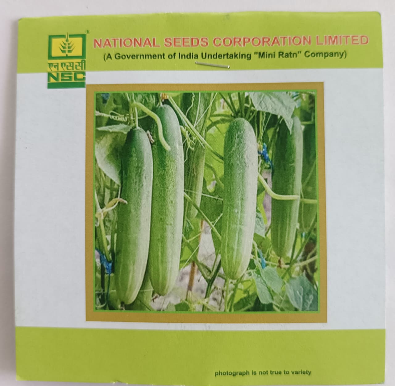 Cucumber Variety - Kashi Nutan