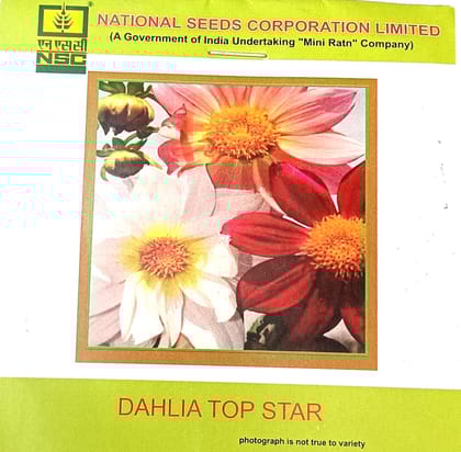 Dahlia Top Star