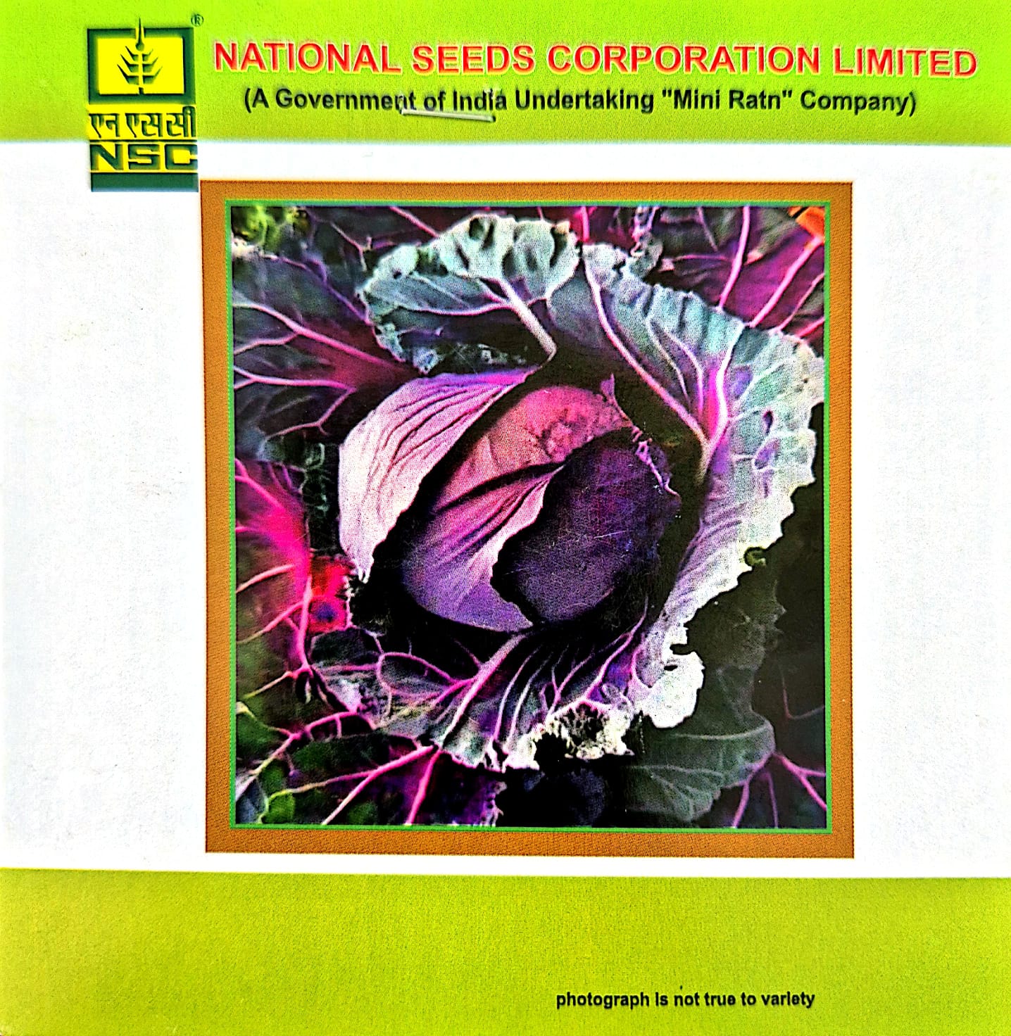 NSC – Pusa Red Cabbage Hybrid-1 (1 GM Seeds)