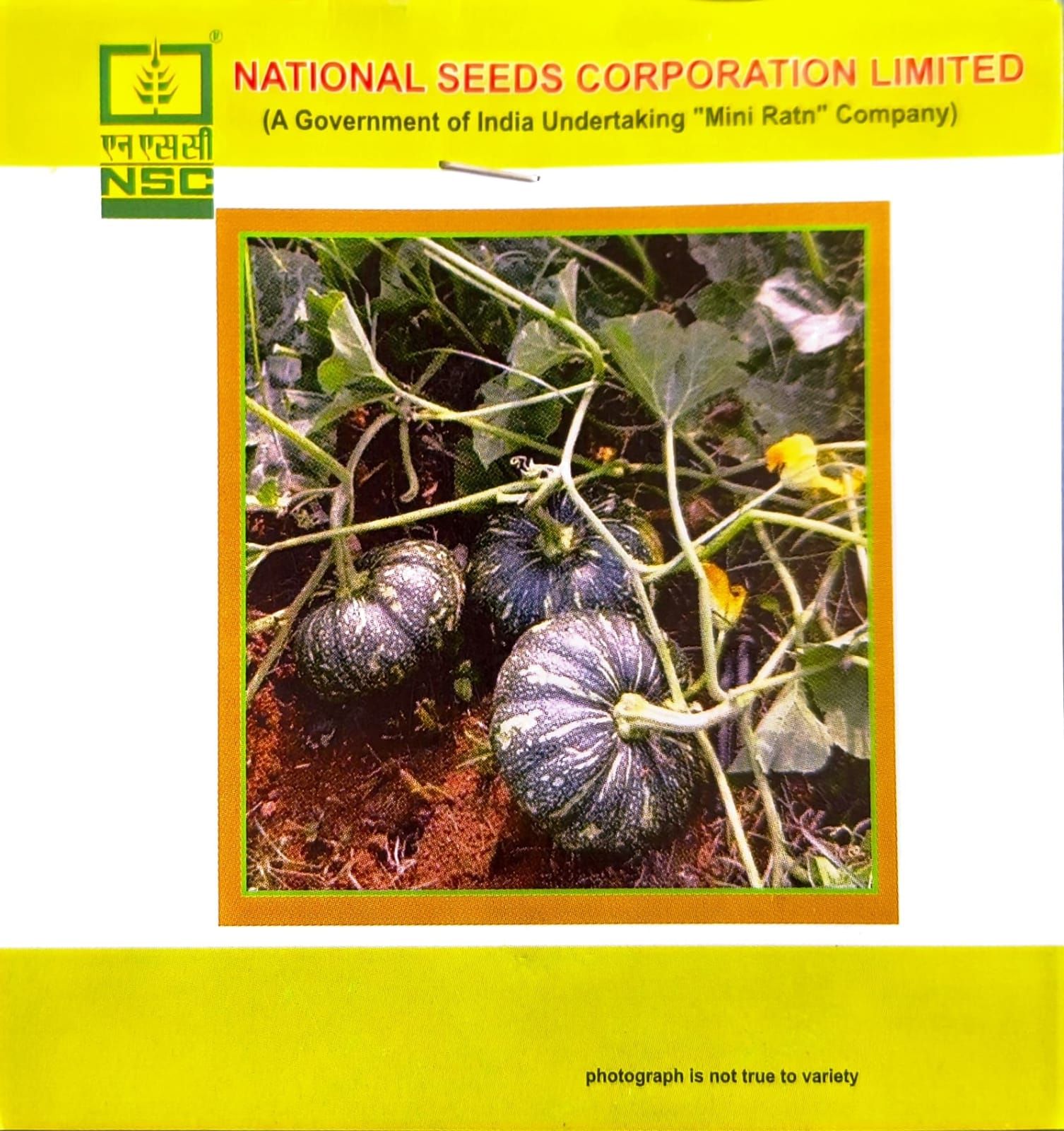 NSC – Pumpkin Kashi Harit (5 Gms Seeds)