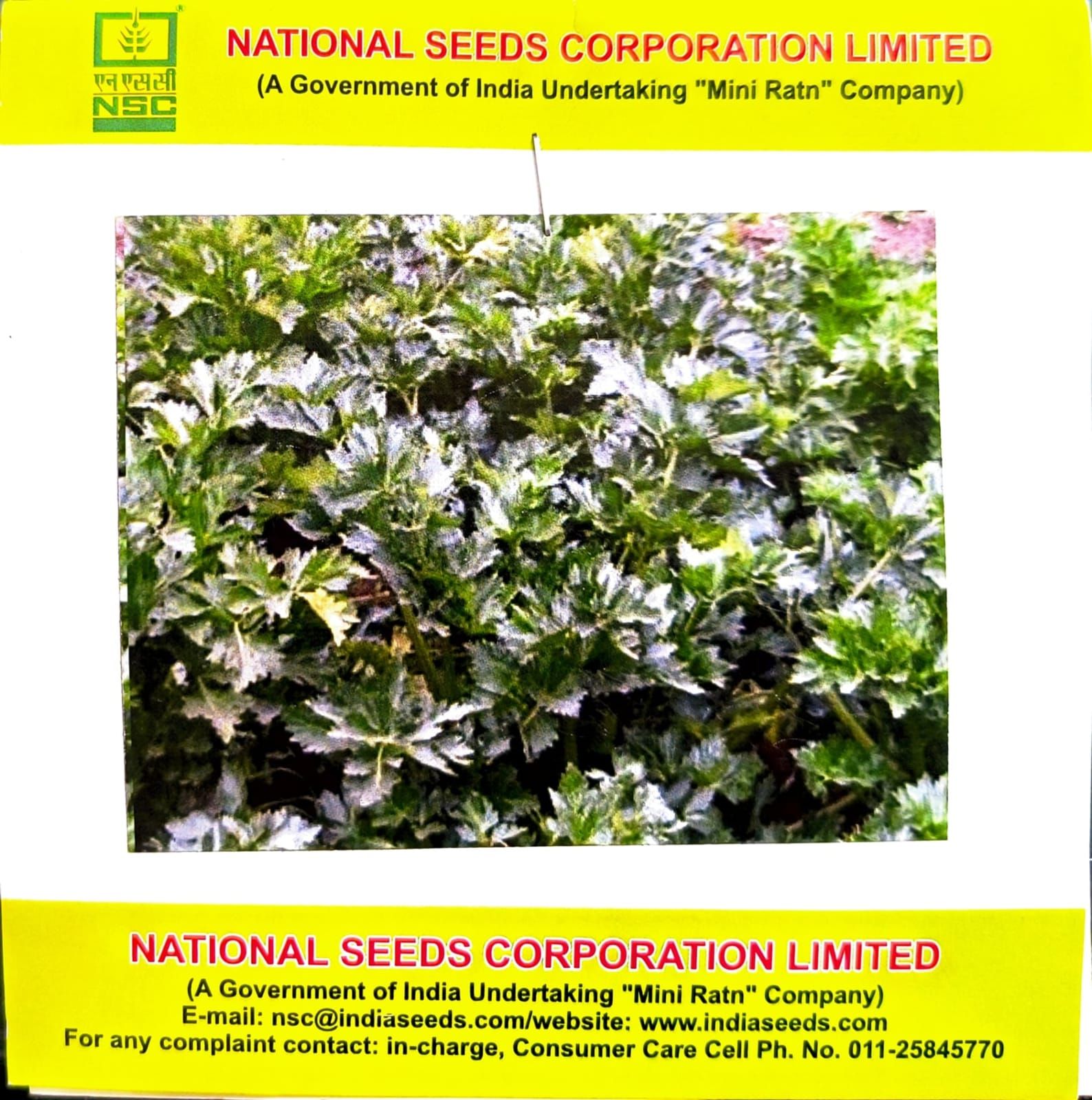 NSC Celery Seeds – Ford Hook Emperor (5 gms)
