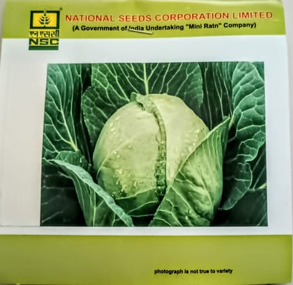 Cabbage Seeds Golden 
