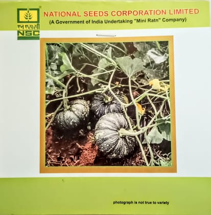 Pumkin Seeds (Kashi Harit)