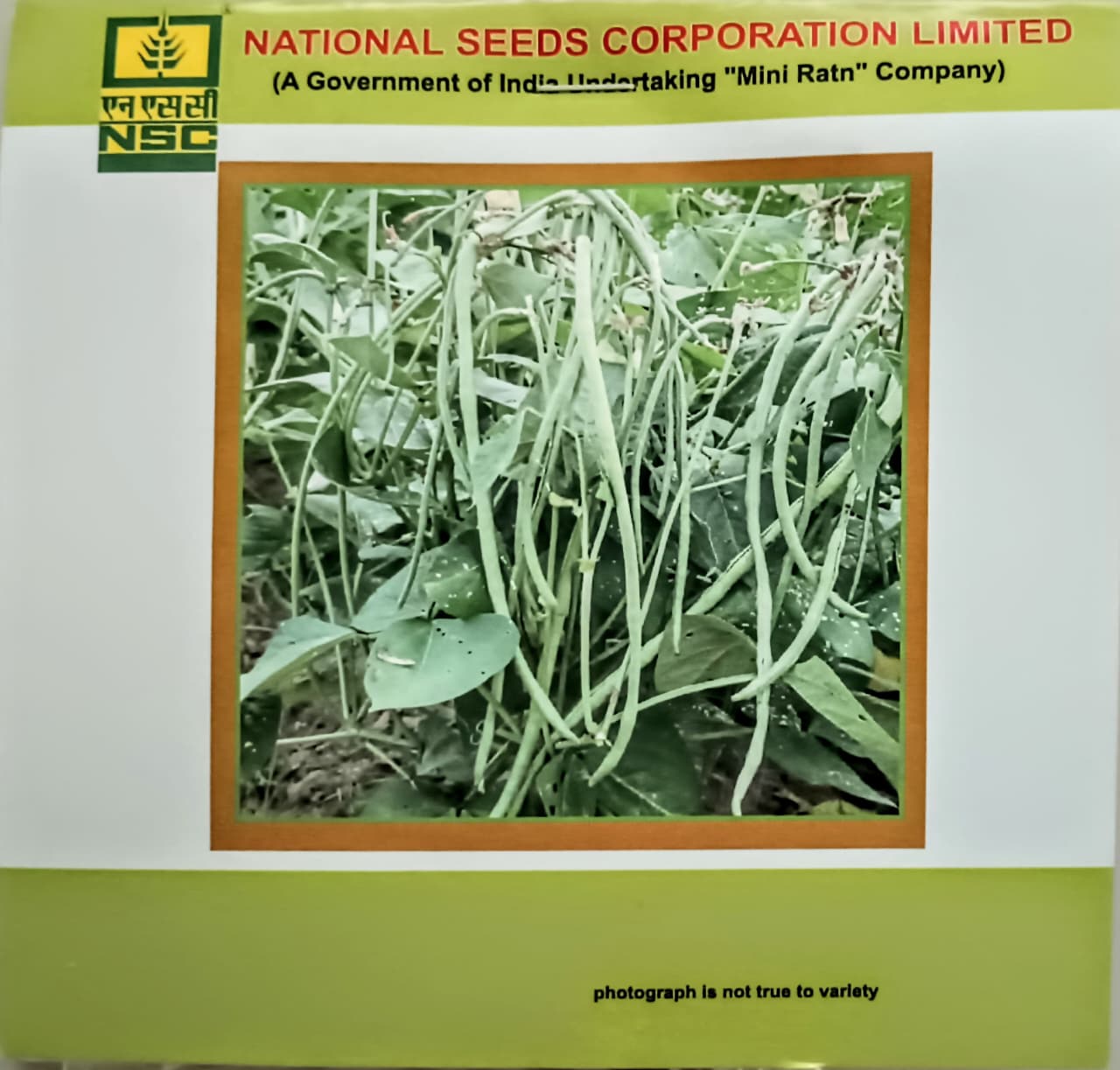 Cowpea-(Variety-Kashi Nidhi)