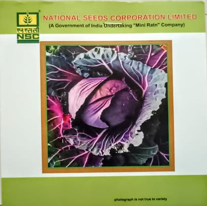 Cabbage (Pusa Red Cab. Hybrid-I)