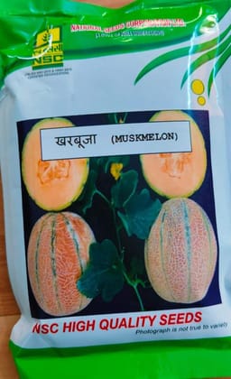 NSC Musk Melon (Arka Siri) – 50 Gms Seeds