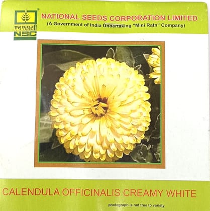 Calendula officinalis – Creamy White