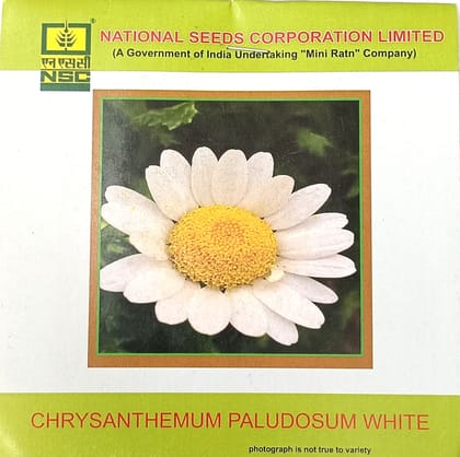 Chrysanthemum paludosum – White
