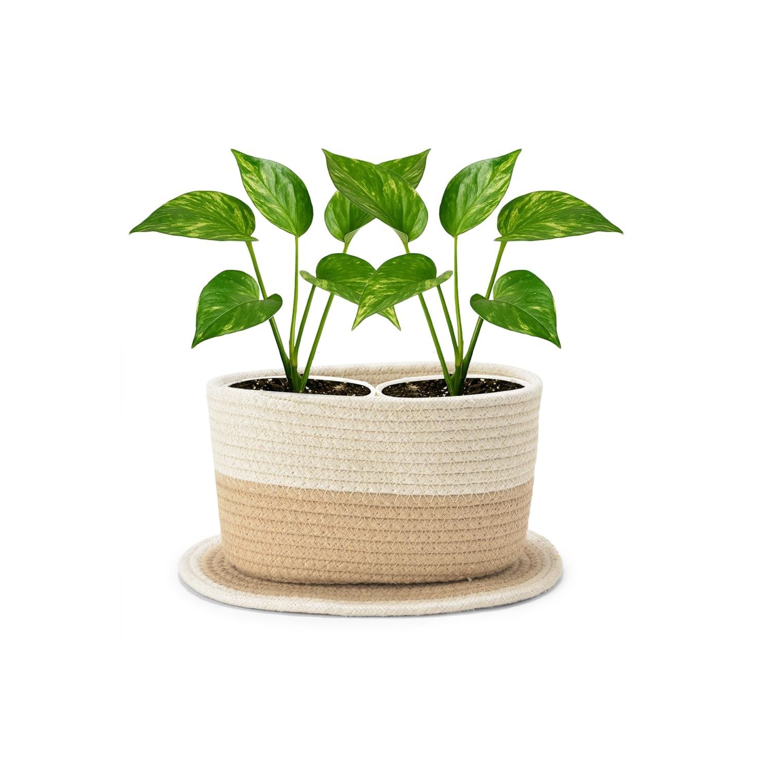 Two-Tone Rope Planter with Live Pothos Plants & Saucer
